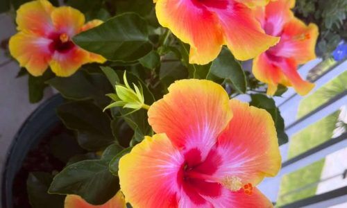 501230158_18507067618014176_5877384854663806437_n (1)