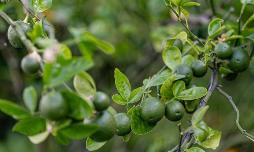 501349047_18506568151028963_2661452015218835061_n (1)