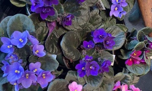 501527215_1267328895394158_176710984508240719_n (1)