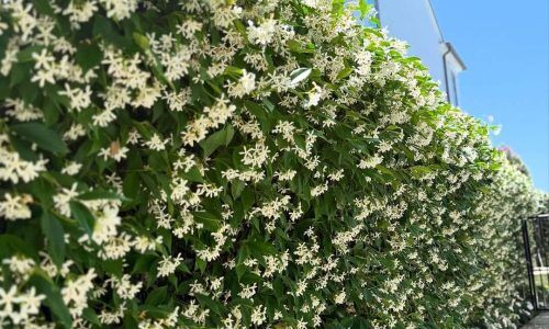 501583540_18080317912829505_3302215423447314576_n (1)