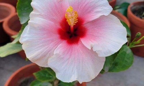 502525176_2649298268596407_8186259233143217336_n