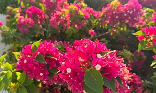 503373426_18081976360827026_5681593711401405213_n (1)