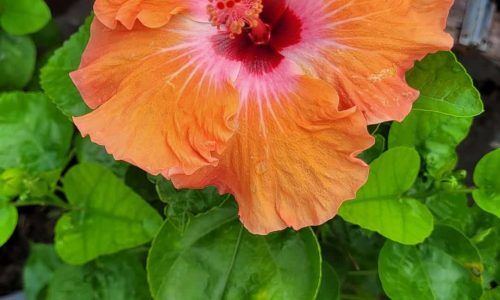 503573183_1236689394829593_7471822367766389284_n