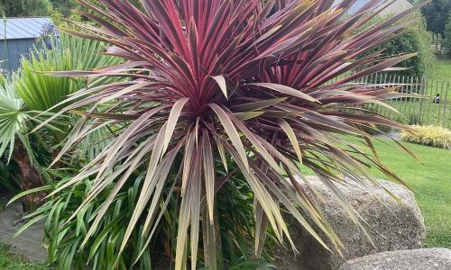 525027249_1303497318444566_6228025343338262776_n (1)