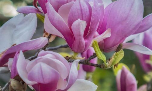 527454192_18320757391238049_3722981818990142997_n (1)