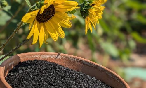 531127234_1195141662651166_2381775892032768957_n