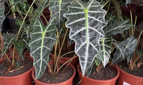 534309686_18367660483149663_1940684451215598528_n (1)