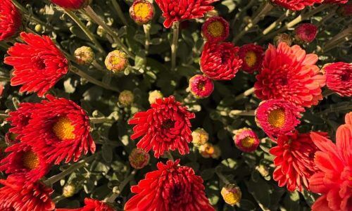 537443296_18374674708180518_6373142650810785450_n (2)