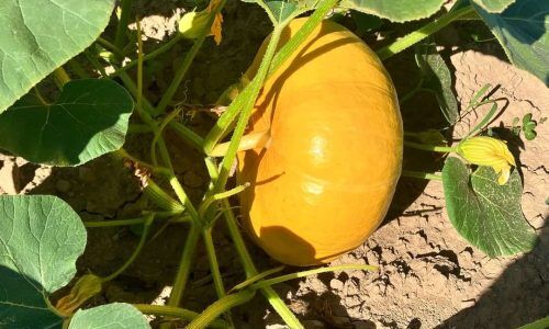 540695333_1178957717600875_5999564089427829999_n (1)