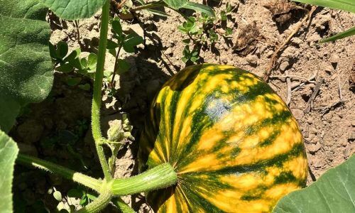 541783399_1178957834267530_7609532118367586319_n (1)