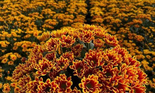 541984575_18191477905320028_5980483141874009661_n (2)