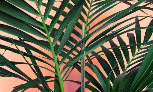 54511331_581117052365429_3106727689305440845_n (1)