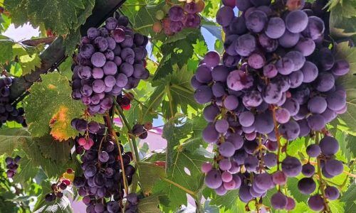 551213638_18080765633493067_3849209301447550873_n