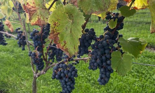 552747173_18321880465209903_5279276504497983881_n (1)