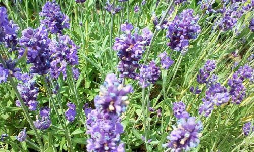 106016804_2661910337354568_7701429529542771939_n (1)