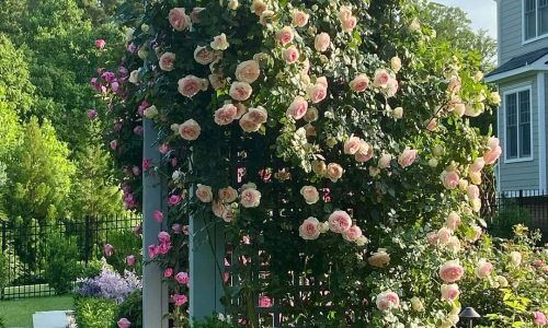 474911496_18050359319161187_6999049432790036880_n (1)