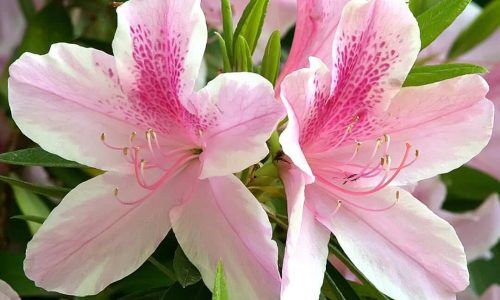 495476222_18504011770052806_7742969748612088835_n (1)