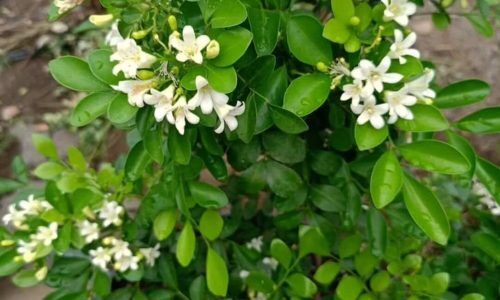 501030638_1218094963199613_5446339558864193866_n