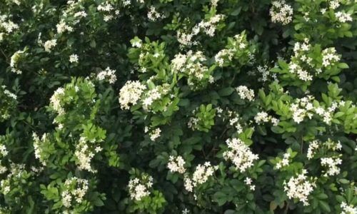 501386218_584538308000720_1561199933907069547_n (1)