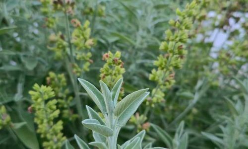 501907649_18502073119020380_6802606841739180433_n (1)