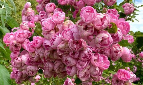 537972525_18525320563033718_1388044427363592441_n (1)