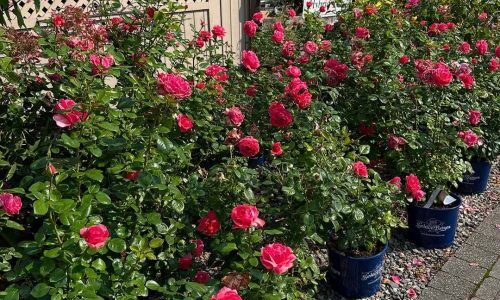 539905657_18530032117021875_5801995774897366350_n (1)