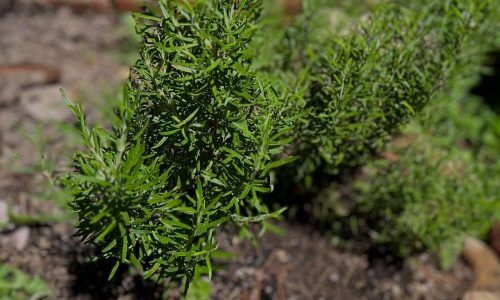 541257614_18010756994788556_8307242705018565453_n (1)