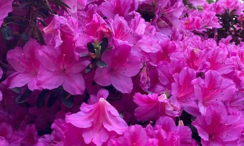 560325740_18533987161020916_2586064008379290054_n (1)