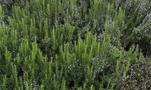 562083317_17996250059828442_7417731338081805804_n (1)