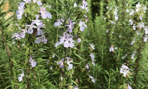 56837347_401035507145859_7411406905437916036_n (1)