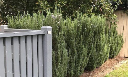 58409807_2248026285452280_7004391118945625721_n (1)