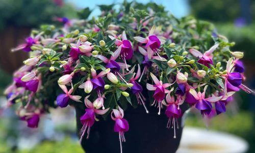 469966689_1141777941284250_7622729285400213948_n (1)