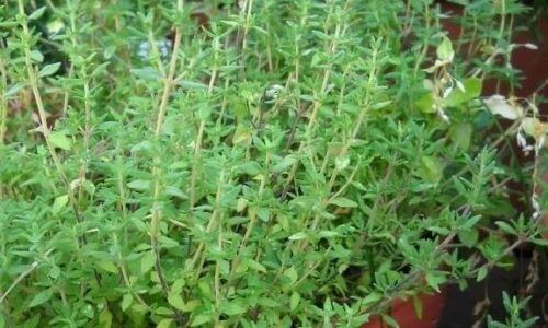 472379883_18293677735232372_5101350906710574449_n (1)