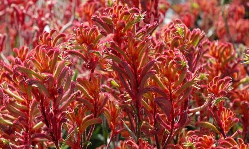 481473705_1135775645011216_4807148040276680109_n (1)