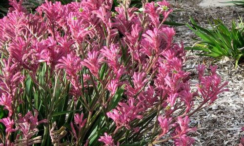 481920345_1135775701677877_5198973359898107933_n (1)