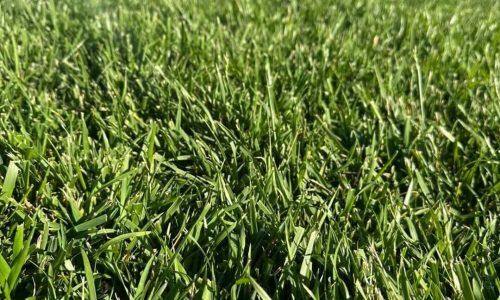 491773121_1489904975714789_4097064140242768584_n (1)