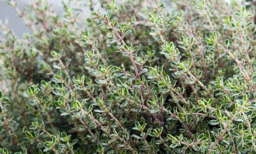 515297180_1371142308344700_2946021326285048528_n (1)