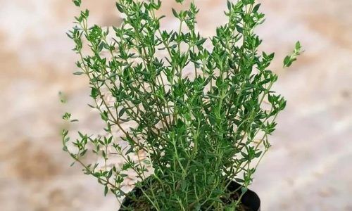 517368148_18062918468271492_3081911962224256842_n