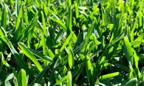 117380455_776275579845513_6030870852515534496_n (1)