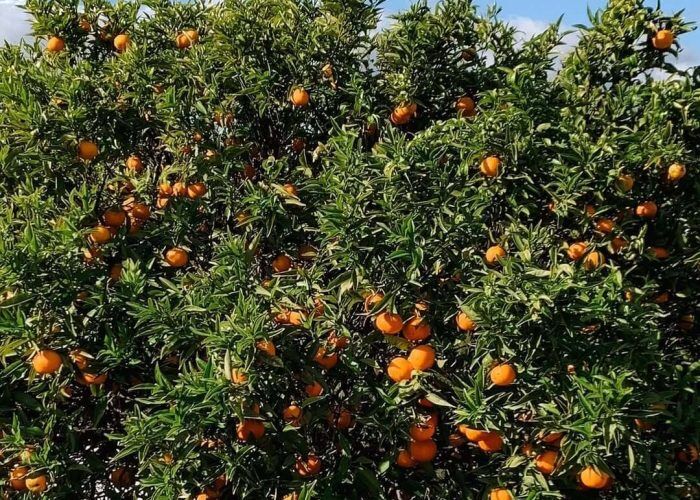 169665307_286512866187810_497351613029123909_n (1)