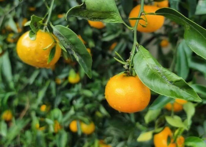 347075667_787743609648699_9180909863294951471_n (1)