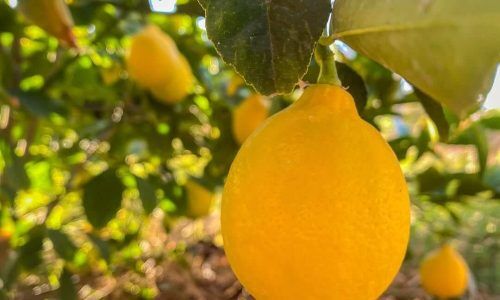 467694801_18466457590047032_3753788028524029804_n (1)