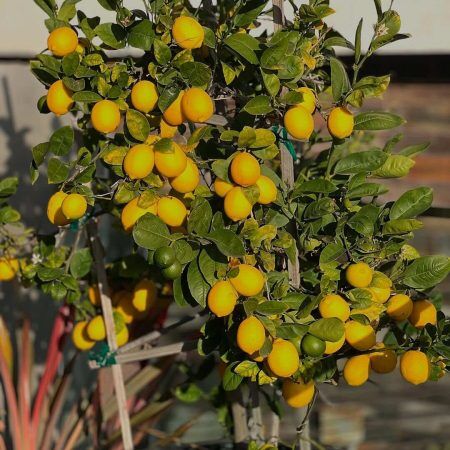 472995378_18386068000098654_7202639447045940426_n (1)