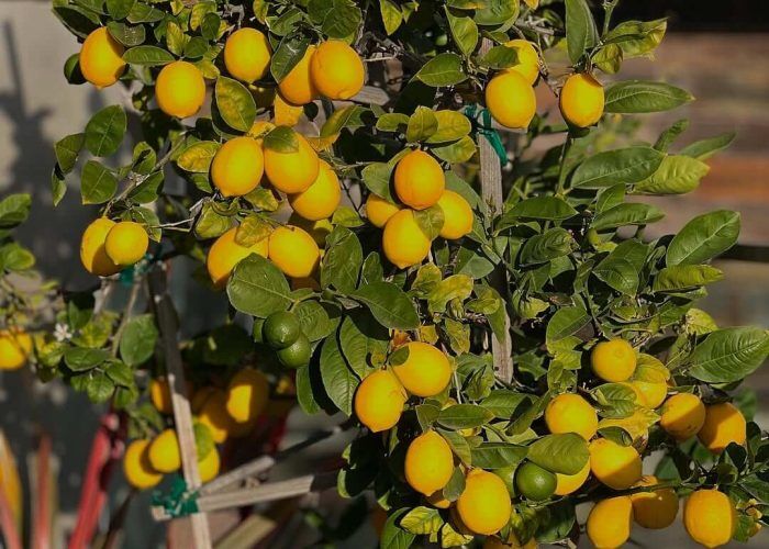 472995378_18386068000098654_7202639447045940426_n (1)