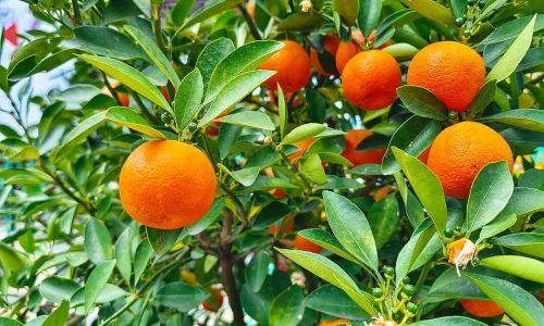 476780697_18475741807058791_5110706967489815434_n (1)