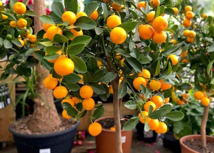 505838269_1260407072758778_7889232726598381654_n (1)