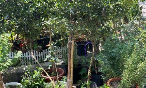 506048891_743108318285057_6033330900980648403_n (1)