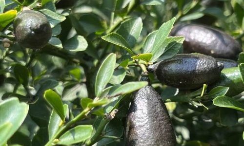 506051940_743109028284986_3281969694192482786_n (1)