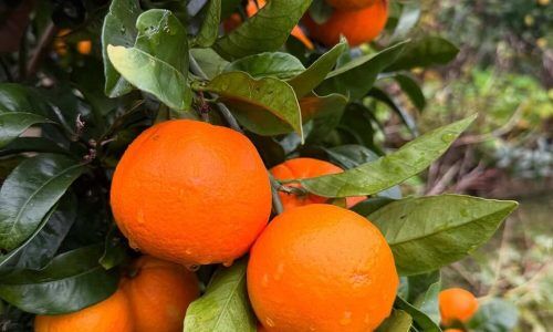 519958396_18258689251303320_1048688245385922677_n (1)