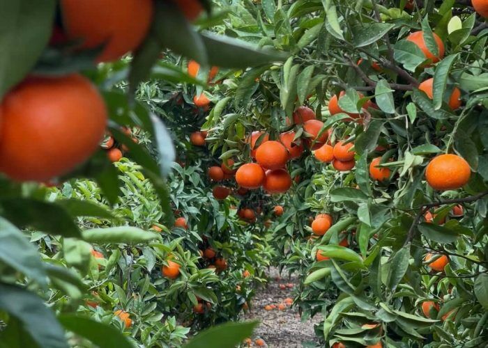 599896006_18147037987435378_5827633165707470273_n (1)